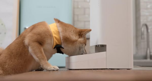 E0657: Xiaomi Smart Pet Food Feeder, comedero para perros